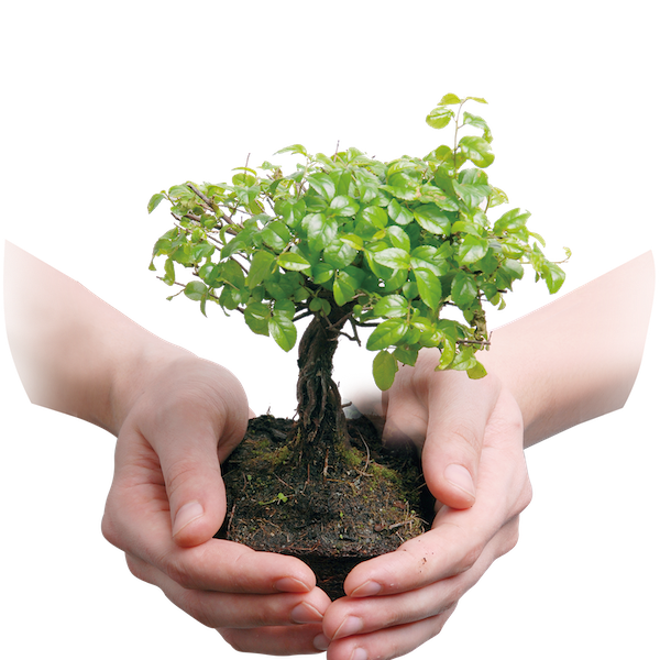 Einen Baum pflanzen - Emissionen ausgleichen