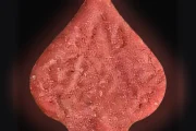 Pica-Tabletten (Ecstasy / MDMA)