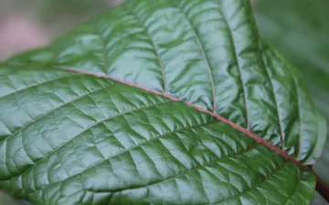 Grünes Kratomblatt, Mitragyna speciosa, in Nahaufnahme