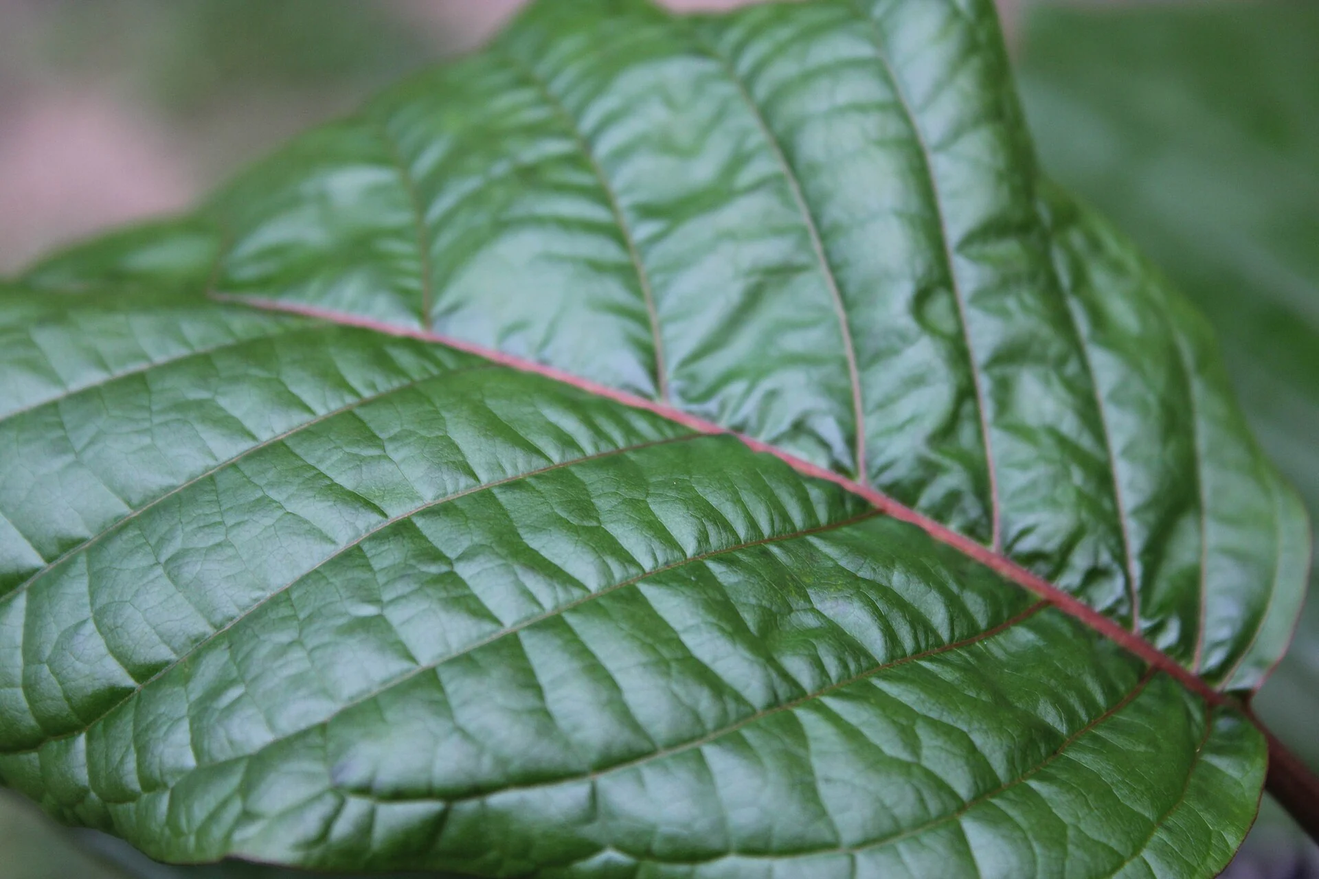 Grünes Kratomblatt, Mitragyna speciosa, in Nahaufnahme