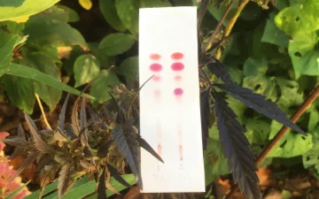 Cannabisblüte neben einem PRO Test Cannabinoid-Testkit