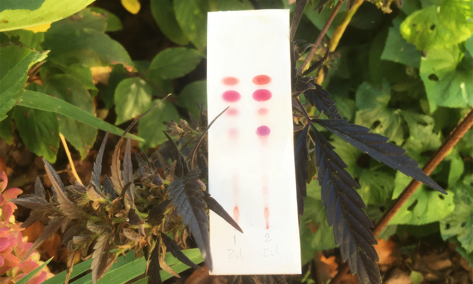 Cannabisblüte neben einem PRO Test Cannabinoid-Testkit