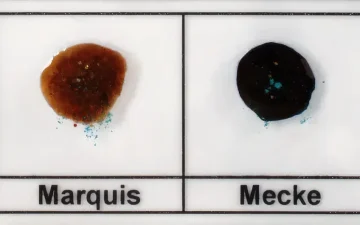Amphetamin oder Meth in MDMA erkennen