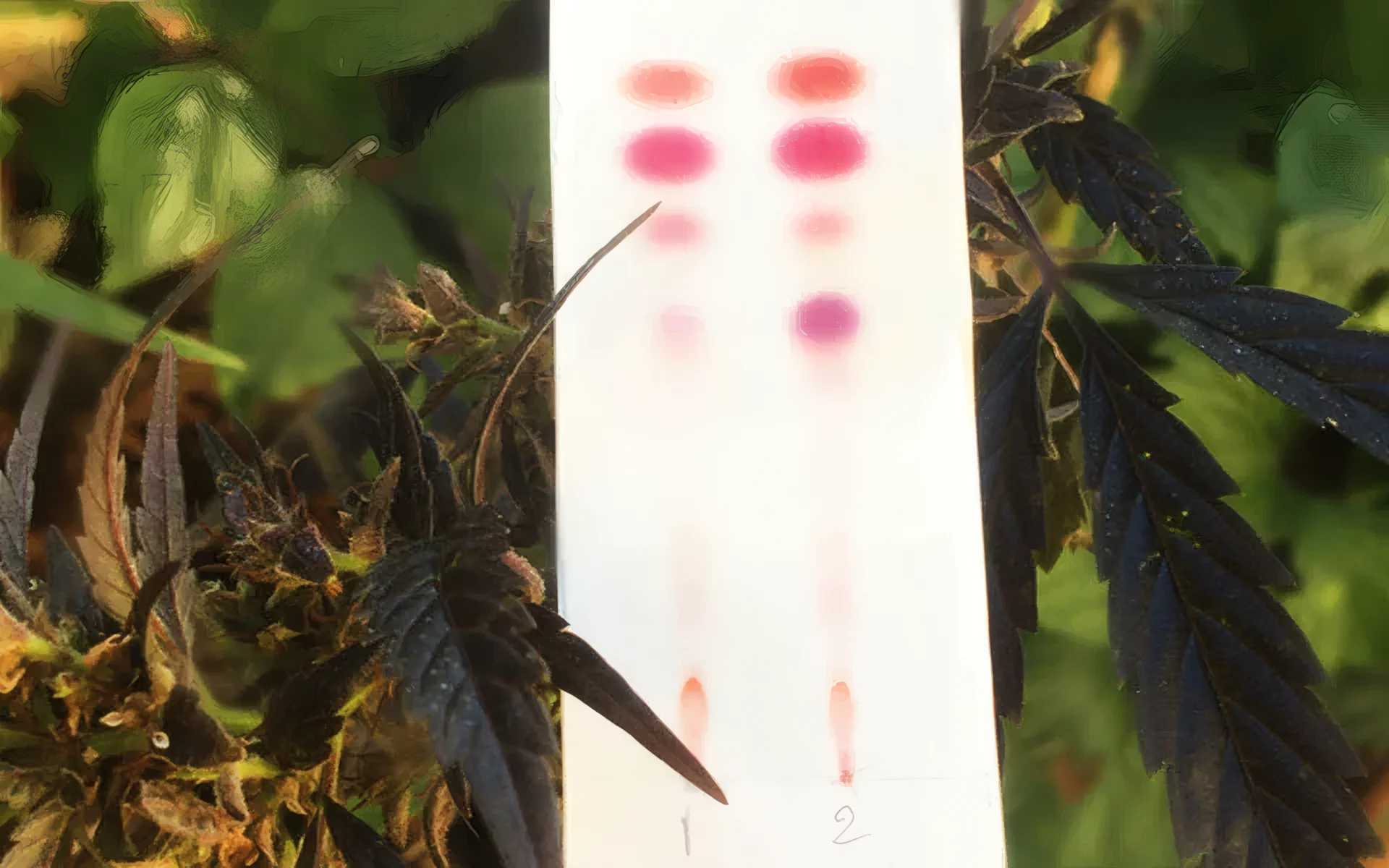 CBD-Blüten, Haschisch und Öle testen