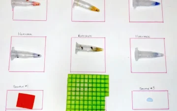 LSD-Geltabs mit Ehrlich- und Hofmann-Reagenz testen: Farbtabelle