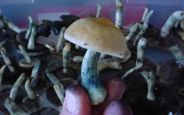 Blaufärbung an Psilocybin-Pilzen