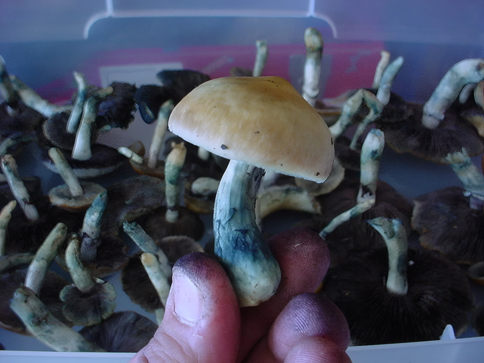 Blaufärbung an Psilocybin-Pilzen