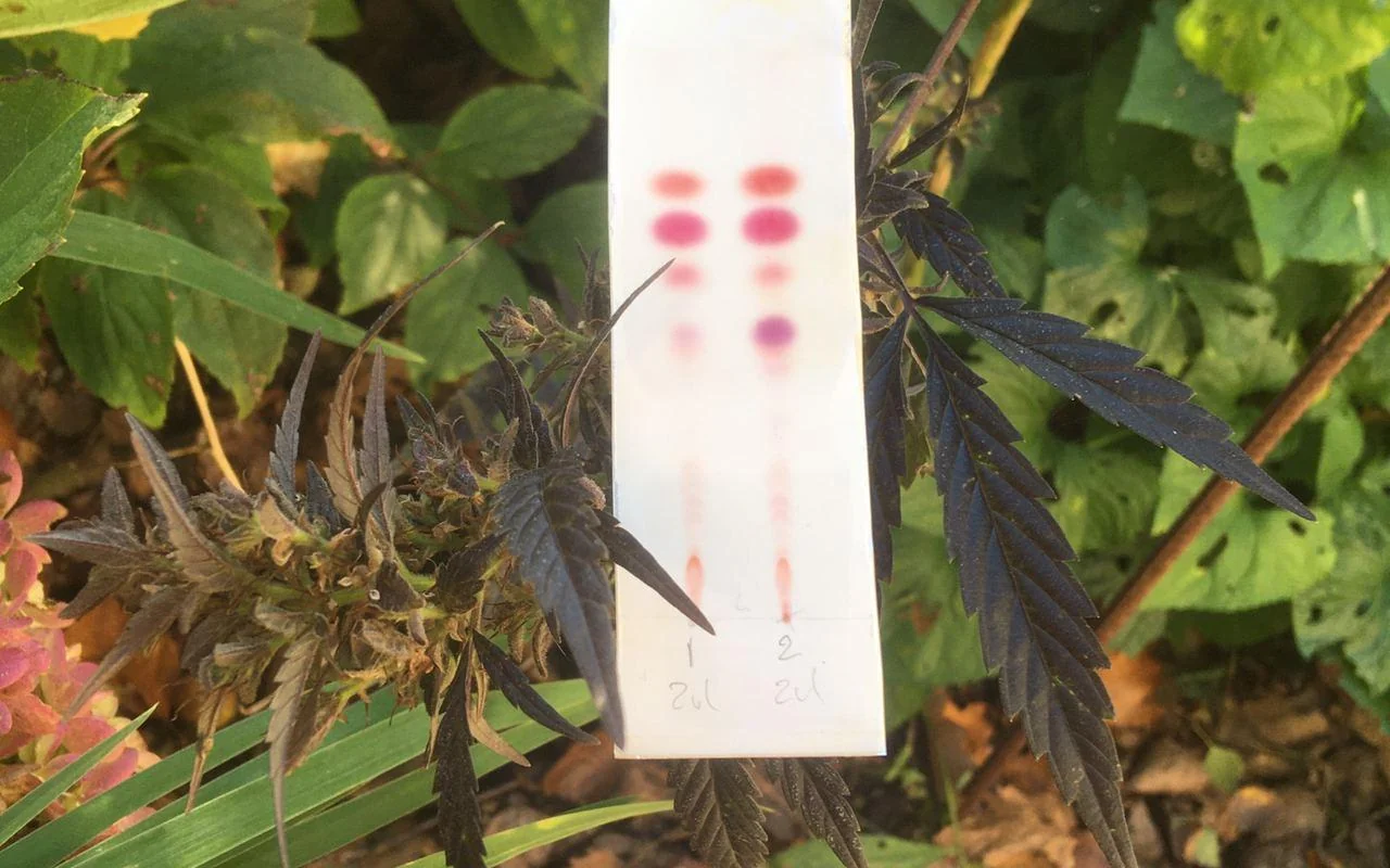 Wie testet man THC und CBD?