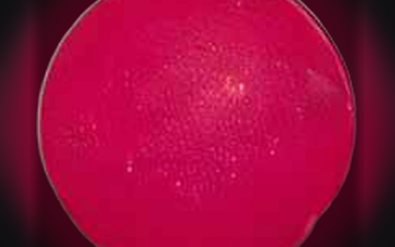 Polvo-Tabletten (2C-B)