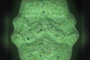 Stormtrooper-Tabletten (Ecstasy / MDMA)