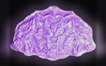 Shell-Tabletten (Ecstasy / MDMA)