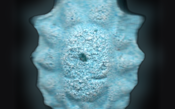 Rick-Tabletten